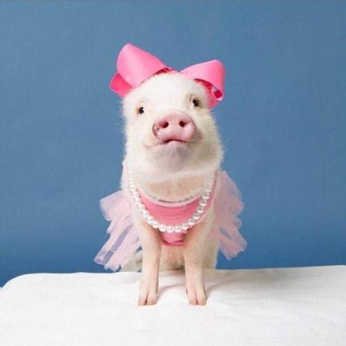 请欣赏小编组织的猪般快乐的幽默句子