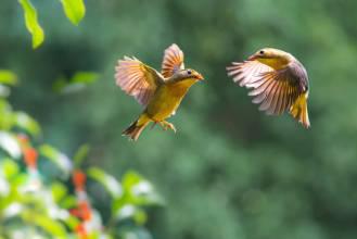    相思句子的表达  1
