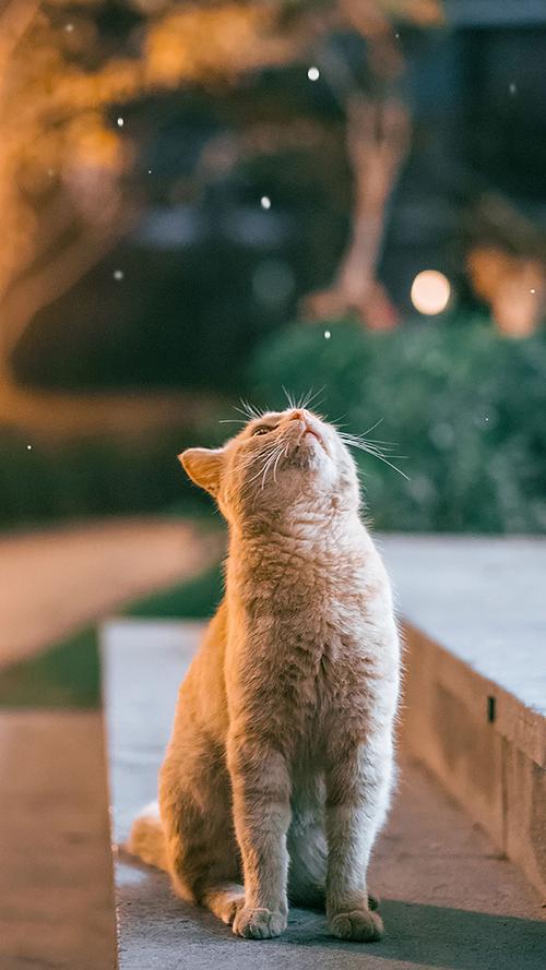 学习是学生的首要任务