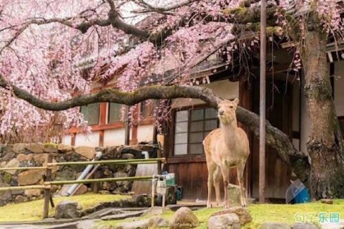 经过多年的梦dream以求