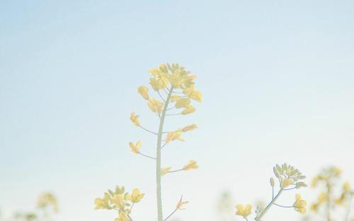 我为朋友们的幸福写了一些漂亮的句子