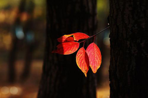 编辑汇编了一些有关家庭和离世的句子