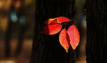 亲情离别去世的句子说说