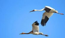 有关于亲情的诗句和句子