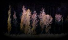 亲人对你失望的句子