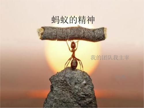 尽管蚂蚁相对较小