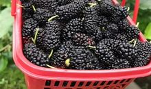 摘桑果的说说朋友圈 关于桑果的说说