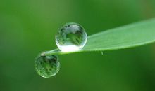 描写露珠的句子