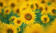 描写心中开心的句子