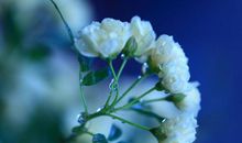 赞美好人正能量的句子