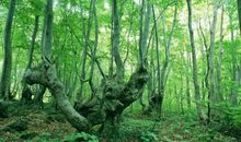 描写山林的句子