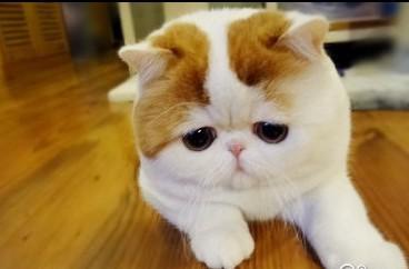 家庭有爱和不满