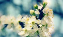 关于春分的早安语 适合春分发的早安心语