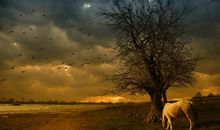 七夕情人节的诗词