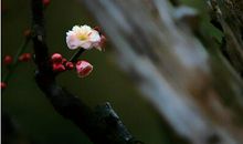 海涛法师关于爱的禅语20句