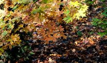 幸福的英文语句