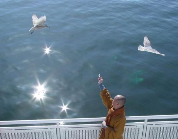    海涛大师关于同情20的禅句  1