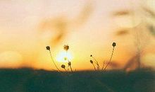 关于人生努力的句子