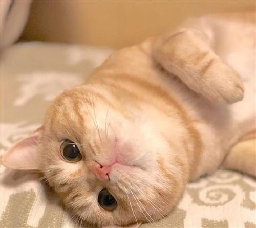 尽管哈总统已经和我在一起两年零两个月