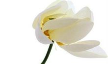 感恩生命的优美句子