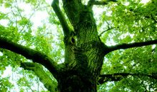 描写树的诗句大全