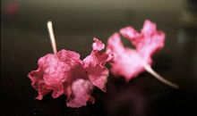 往事如风，痴心只是难懂