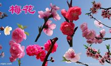 描写腊梅的成语