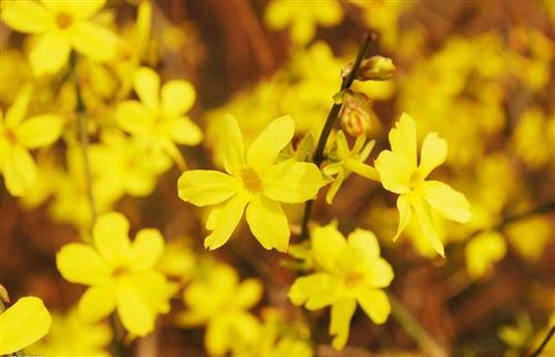 春天的花朵是我们在春天看到的最早的花朵