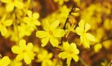 迎春花开了的朋友圈说说 朋友圈晒迎春花的说说