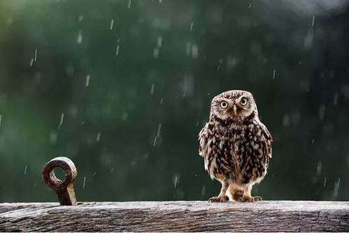 当涉及到猫头鹰时