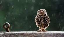 描写猫头鹰的句子