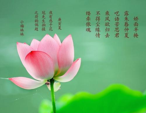 描述荷花的诗 1