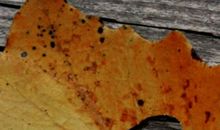 用来对别人失望的句子