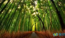 形容林间小道的美句