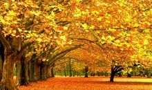 描写秋季美景的诗句