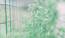 描写看到花开心心理的句子