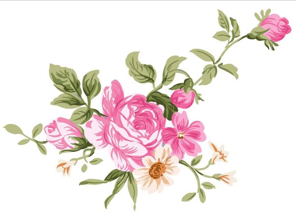 其花朵具有不同的美丽