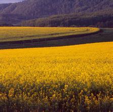 1、在我的世界里