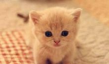 描写动物的句子