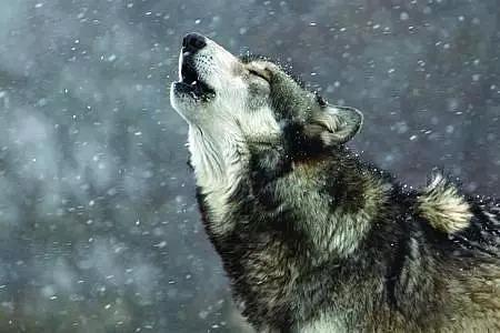 无论他们做什么