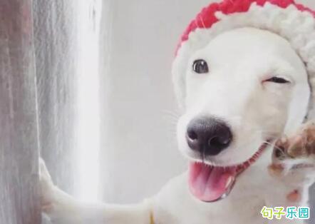 一个脾气暴躁的伙伴