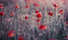 文艺范的友情句子