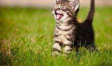 开心乱跳的句子