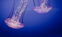 关于看日出的说说 日出的句子心情短语