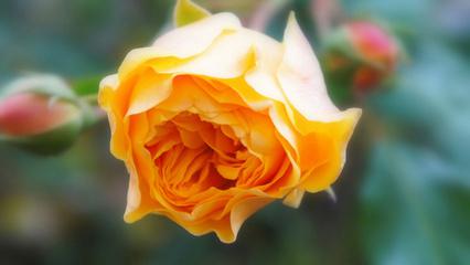 我希望你喜欢它