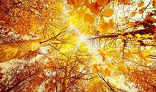 关于描写秋景的诗句