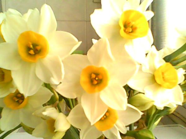 关于水仙花的美丽句子 1