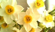 关于水仙花的优美句子