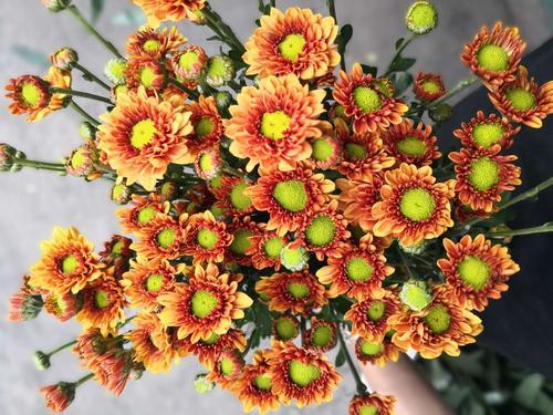 请欣赏由编辑整理的关于感情的抒情评论