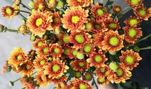 有关亲情的抒情议论的句子